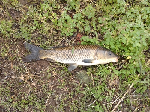 コイの釣果