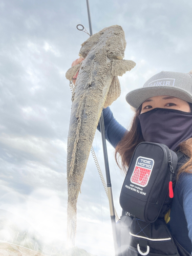 マゴチの釣果