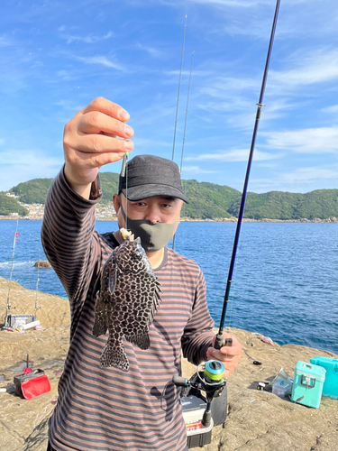 イシガキダイの釣果