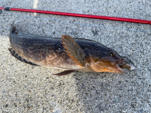 アイナメの釣果