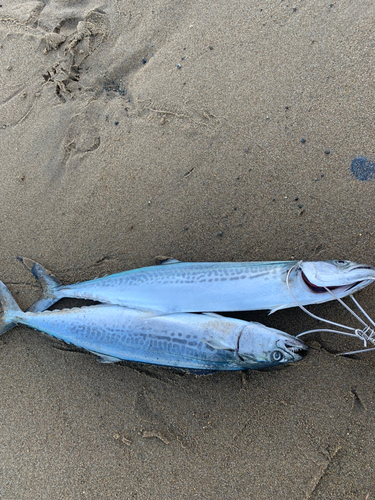 サゴシの釣果