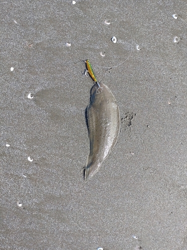 シタビラメの釣果