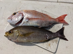 マダイの釣果