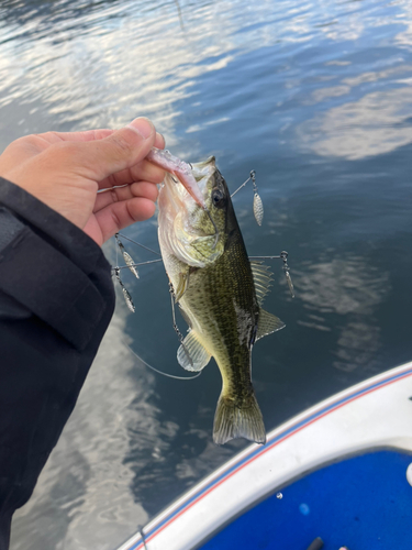 ブラックバスの釣果