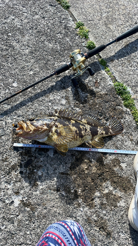 ベッコウゾイの釣果