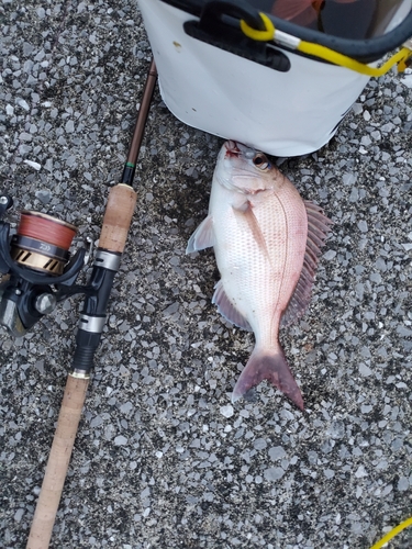 マダイの釣果