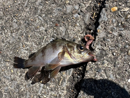 メバルの釣果