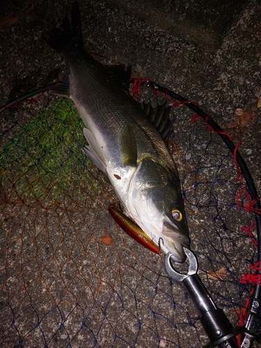 フッコ（マルスズキ）の釣果