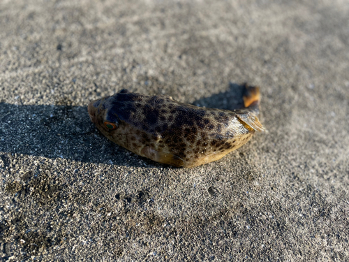 カワハギの釣果