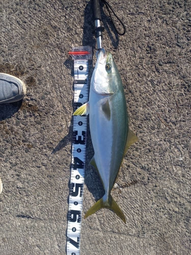 メジロの釣果