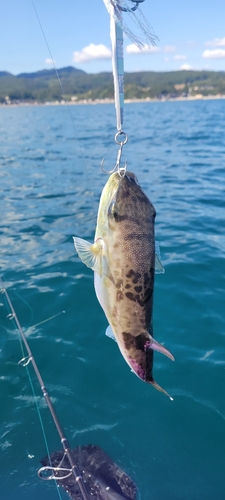 フグの釣果