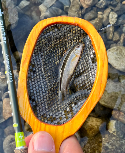 ウグイの釣果