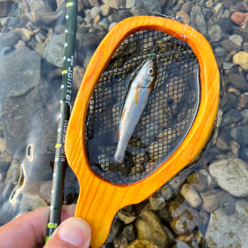 ウグイの釣果