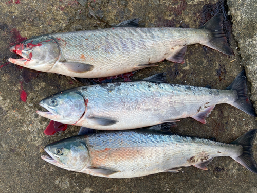 アキアジの釣果