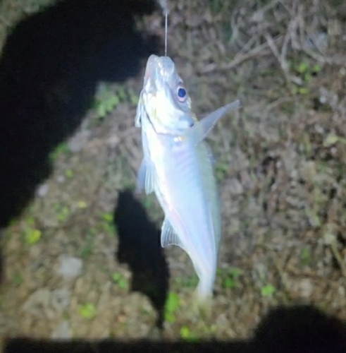 マアジの釣果