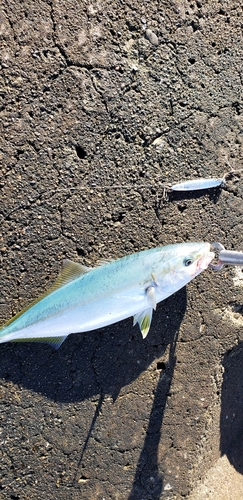 イナダの釣果