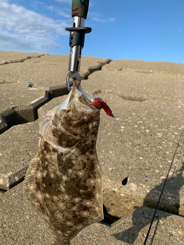 ヒラメの釣果