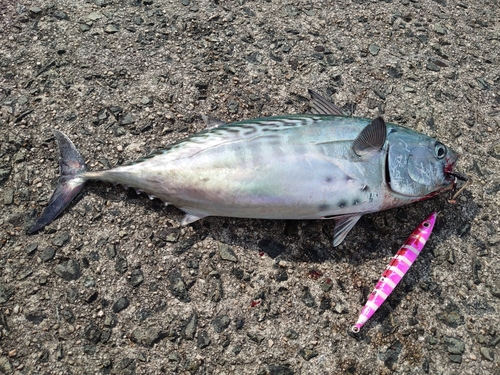 スマカツオの釣果