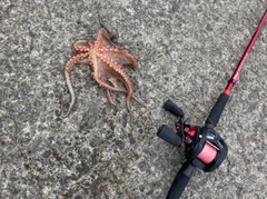 タコの釣果