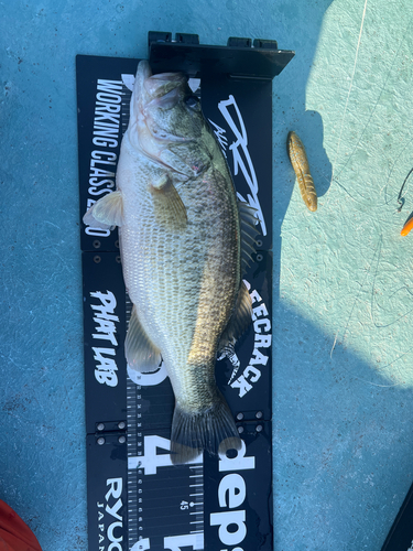 ブラックバスの釣果