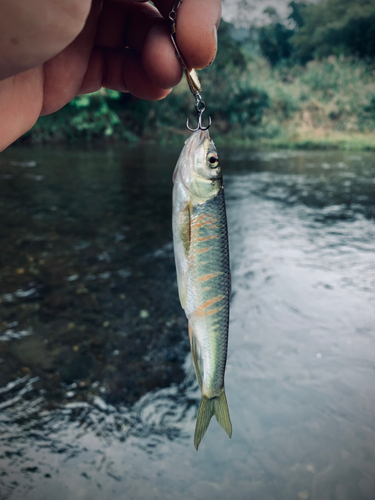 オイカワの釣果