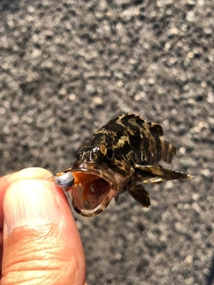 タケノコメバルの釣果