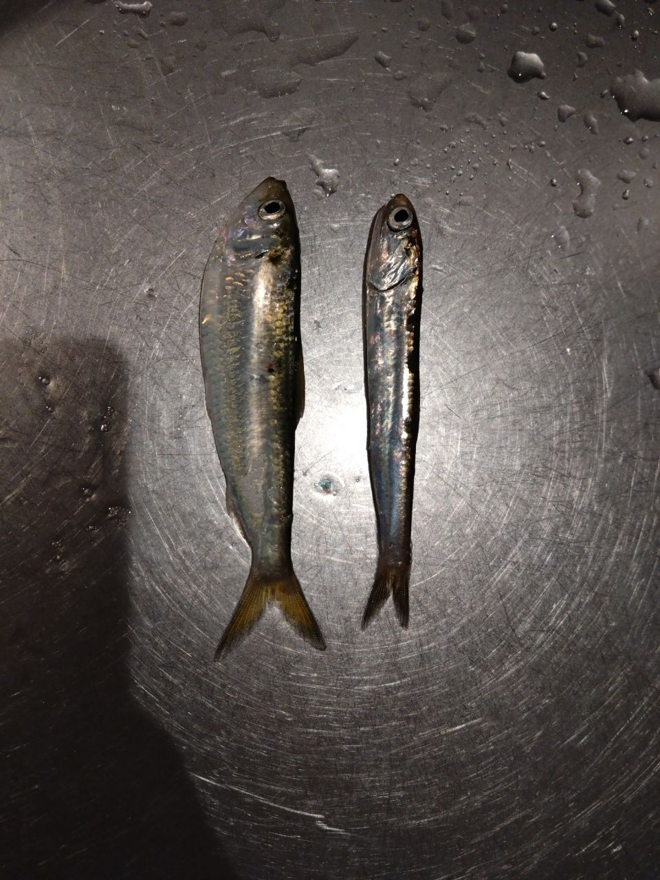 カタクチイワシ