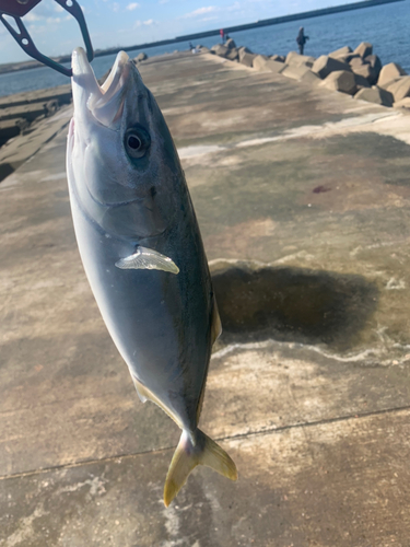 ワカシの釣果