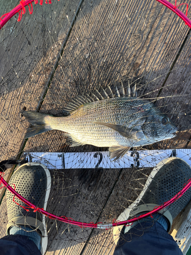 クロダイの釣果