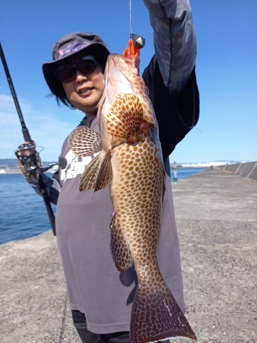 オオモンハタの釣果