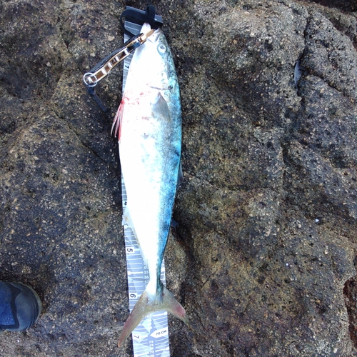 ハマチの釣果