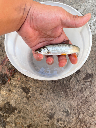 ウグイの釣果