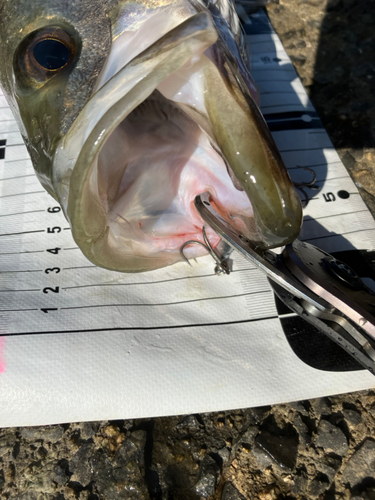 シーバスの釣果