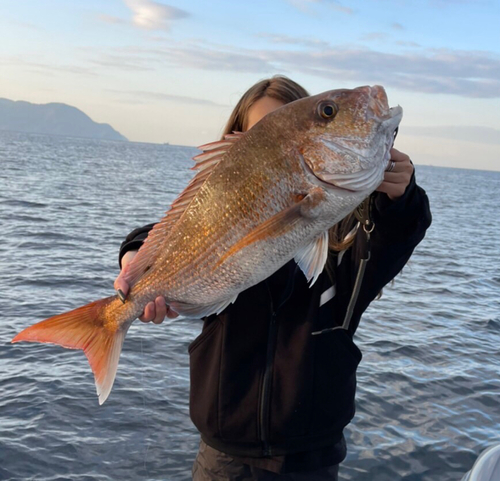 マダイの釣果