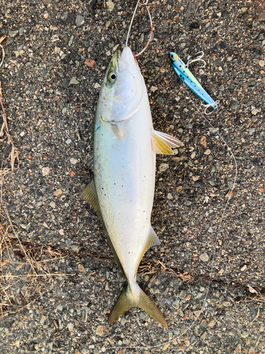 ハマチの釣果