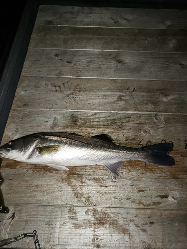 シーバスの釣果