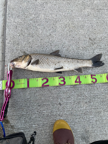 ニゴイの釣果