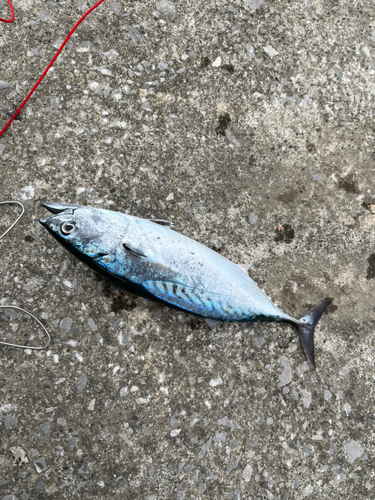 カツオの釣果