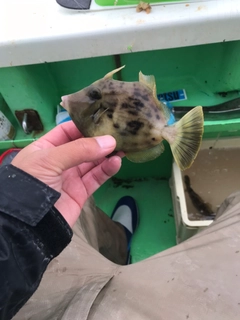 カワハギの釣果