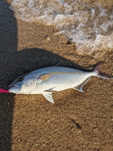 シオの釣果