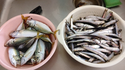 アジの釣果