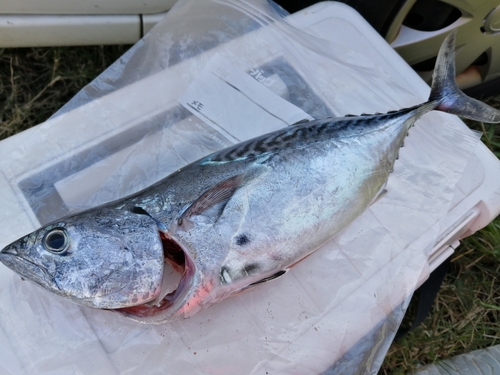 スマガツオの釣果