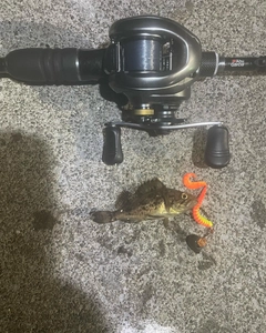 クロソイの釣果