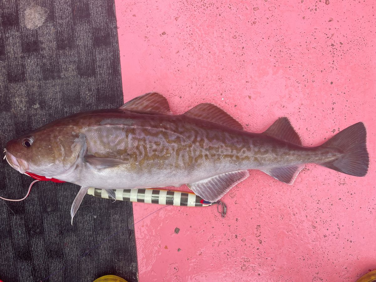 釣り馬鹿オヤジさんの釣果 1枚目の画像