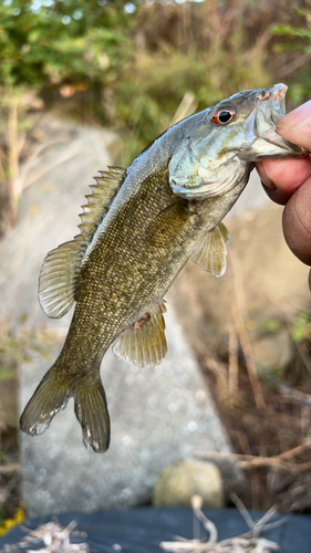 スモールマウスバスの釣果