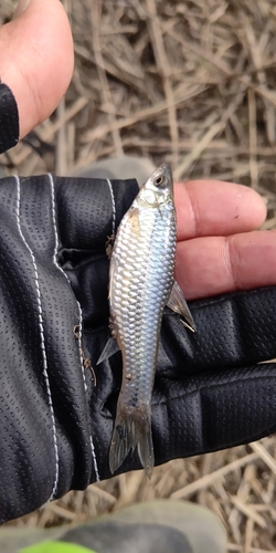 モツゴの釣果