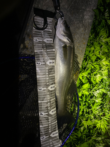 シーバスの釣果