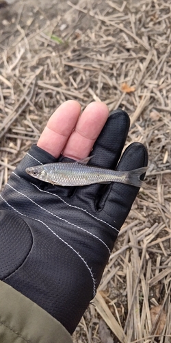 モツゴの釣果