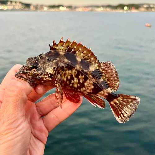 カサゴの釣果