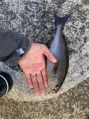 イサキの釣果